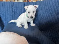 Bucky, a male West Highland White Terrier for sale in Kopperl, TX – Photo 4 of 7