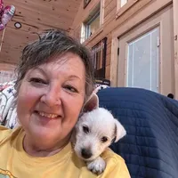 Bucky, a male West Highland White Terrier for sale in Kopperl, TX – Photo 6 of 7