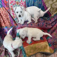 Bucky, a male West Highland White Terrier for sale in Kopperl, TX – Photo 7 of 7