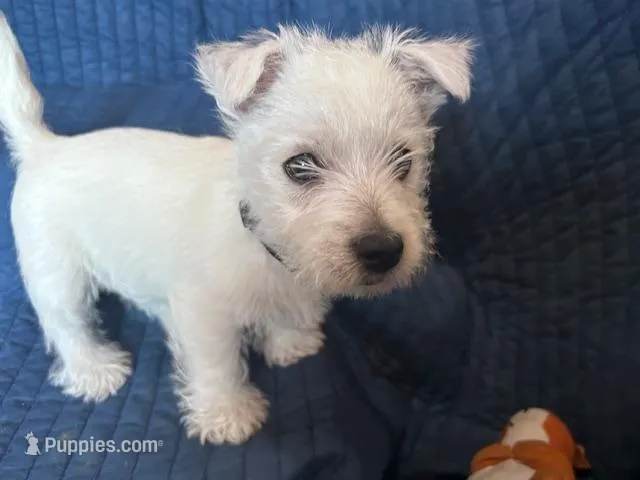Bucky, a male West Highland White Terrier for sale in Kopperl, TX – Photo 1 of 7