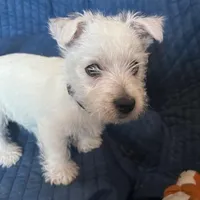 Bucky, a male West Highland White Terrier for sale in Kopperl, TX – Photo 1 of 7