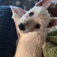 Bucky, a male West Highland White Terrier for sale in Kopperl, TX – Photo 2 of 7