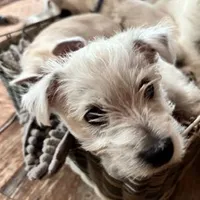 Bucky, a male West Highland White Terrier for sale in Kopperl, TX – Photo 3 of 7