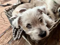 Bucky, a male West Highland White Terrier for sale in Kopperl, TX – Photo 3 of 7