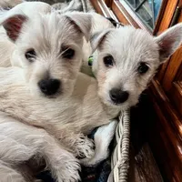 Bucky, a male West Highland White Terrier for sale in Kopperl, TX – Photo 5 of 7