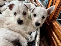 Bucky, a male West Highland White Terrier for sale in Kopperl, TX – Photo 5 of 7