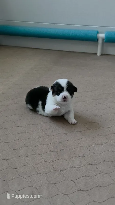 Circe – Pembroke Welsh Corgi puppy for sale in Duarte, CA