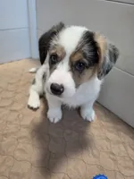 Penelope, a female Pembroke Welsh Corgi for sale in Duarte, CA – 4 of 7