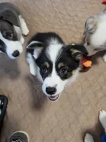 Circe, a female Pembroke Welsh Corgi for sale in Duarte, CA – 5 of 8