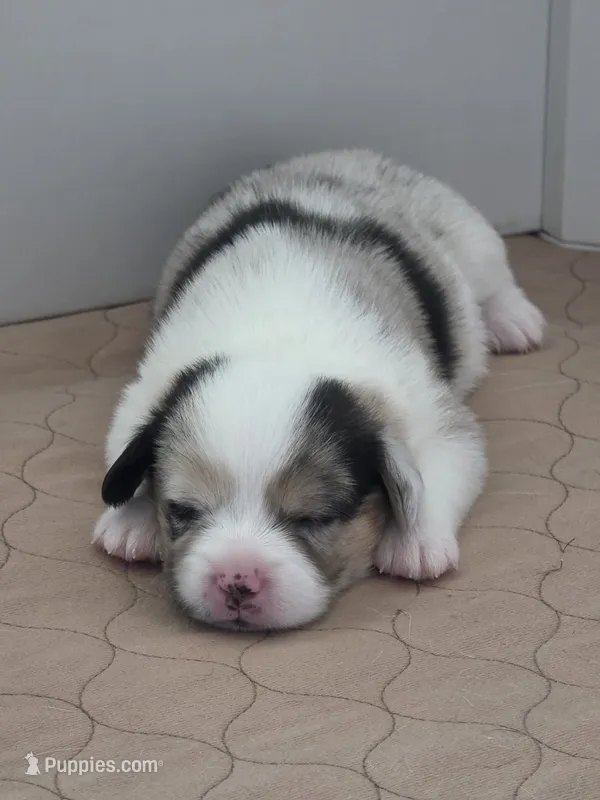 Penelope – Pembroke Welsh Corgi puppy for sale in Duarte, CA