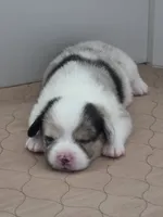 Penelope, a female Cardigan Welsh Corgi and Pembroke Welsh Corgi for sale in Duarte, CA – 4 of 6