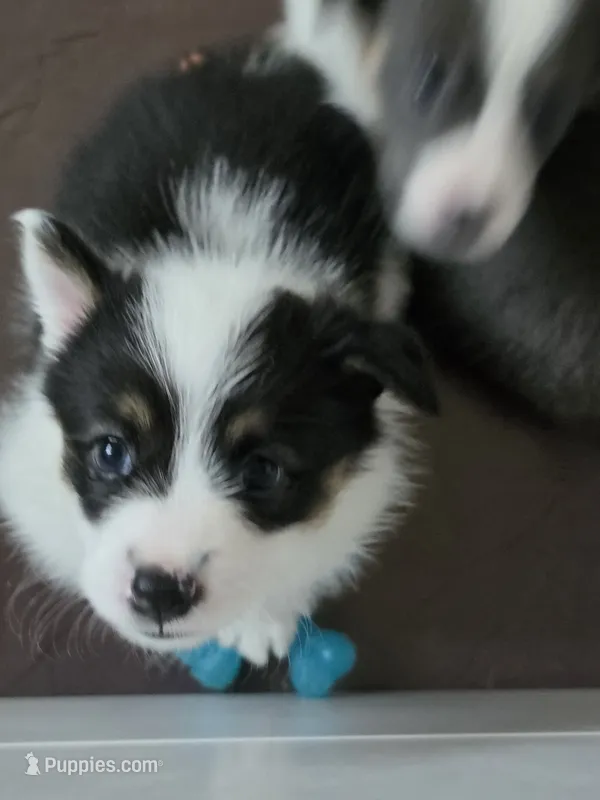 Circe – Pembroke Welsh Corgi puppy for sale in Duarte, CA