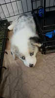 Athena, a female Pembroke Welsh Corgi for sale in Duarte, CA – 4 of 5