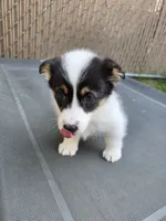 Circe, a female Pembroke Welsh Corgi for sale in Duarte, CA – 3 of 8