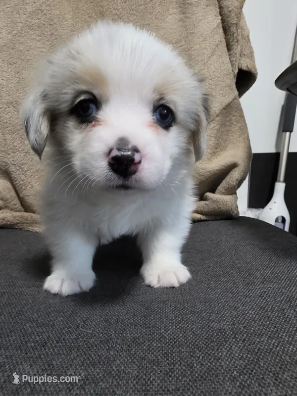 Athena – Pembroke Welsh Corgi puppy for sale in Duarte, CA