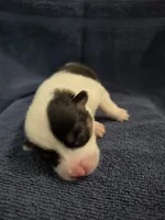 Circe, a female Pembroke Welsh Corgi for sale in Duarte, CA – 3 of 4