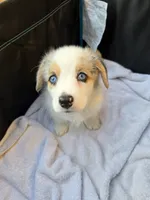 Athena, a female Pembroke Welsh Corgi for sale in Duarte, CA – 2 of 5