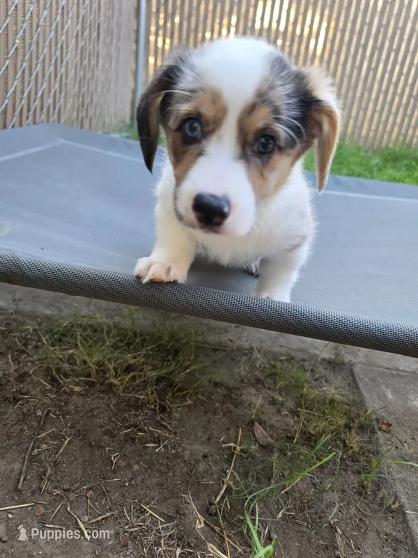 Penelope – Pembroke Welsh Corgi puppy for sale in Duarte, CA