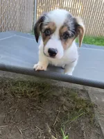 Penelope, a female Pembroke Welsh Corgi for sale in Duarte, CA – 1 of 7
