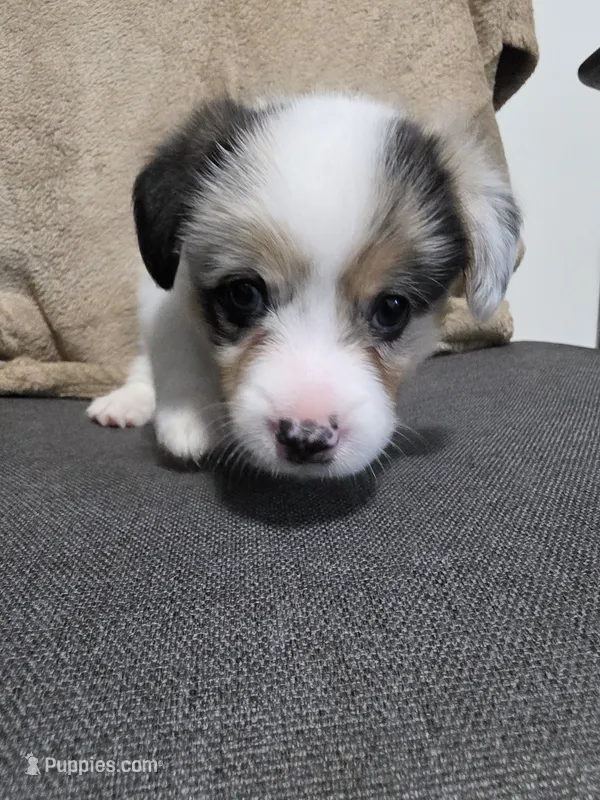 Penelope – Pembroke Welsh Corgi puppy for sale in Duarte, CA
