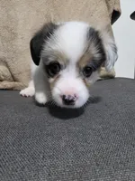 Penelope, a female Cardigan Welsh Corgi and Pembroke Welsh Corgi for sale in Duarte, CA – 1 of 6