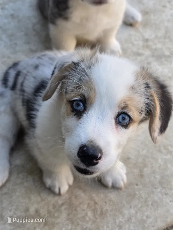 Athena – Pembroke Welsh Corgi puppy for sale in Duarte, CA
