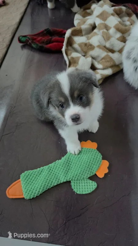 Odysseus – Pembroke Welsh Corgi puppy for sale in Duarte, CA