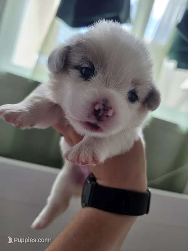 Athena – Pembroke Welsh Corgi puppy for sale in Duarte, CA
