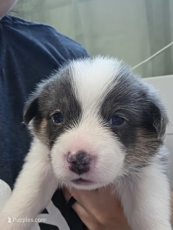 Calypso – Pembroke Welsh Corgi puppy on hold in Duarte, CA