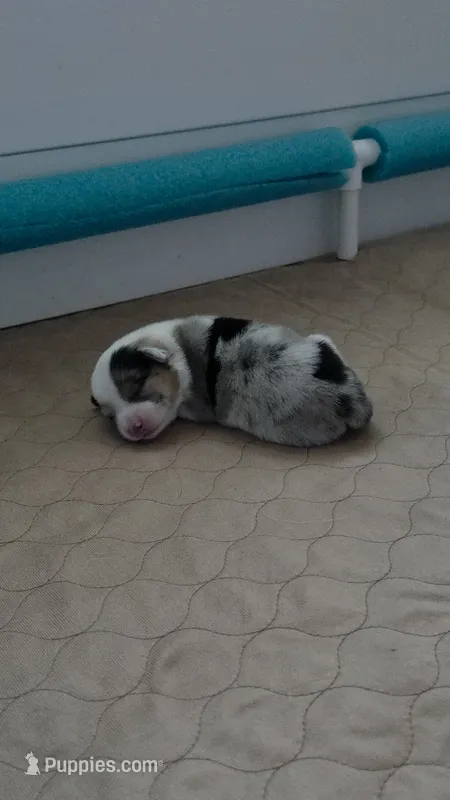 Penelope – Pembroke Welsh Corgi puppy for sale in Duarte, CA