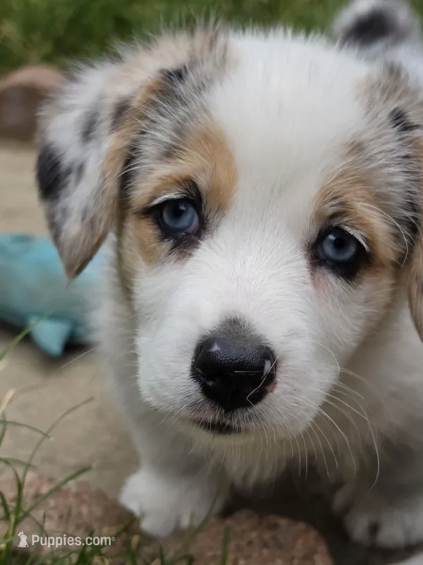 Athena – Pembroke Welsh Corgi puppy on hold in Duarte, CA