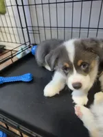 Odysseus, a male Pembroke Welsh Corgi for sale in Duarte, CA – 3 of 5