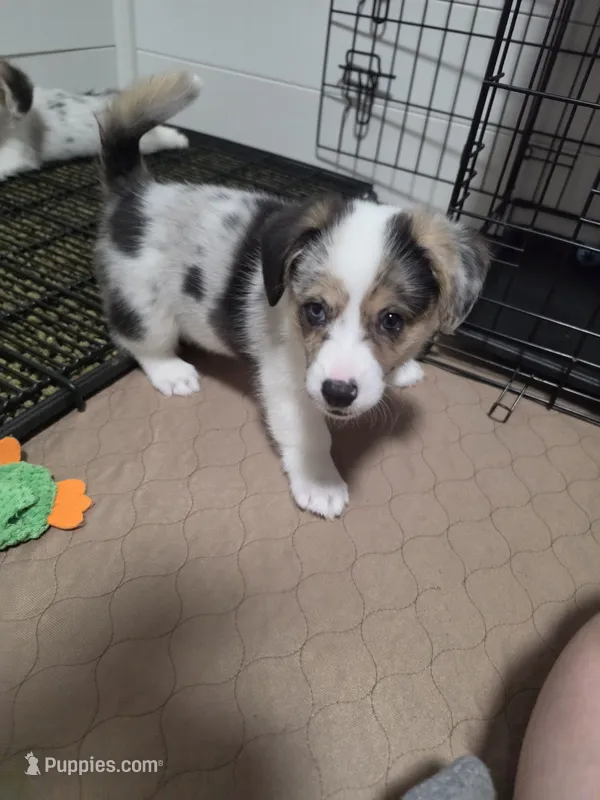 Penelope – Pembroke Welsh Corgi puppy for sale in Duarte, CA