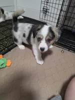 Penelope, a female Pembroke Welsh Corgi for sale in Duarte, CA – 6 of 7