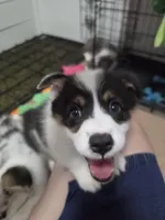 Circe, a female Pembroke Welsh Corgi for sale in Duarte, CA – 6 of 8