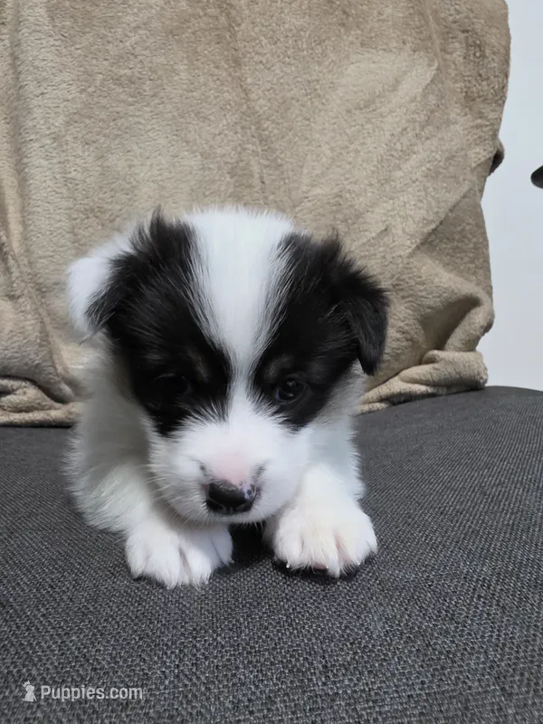 Circe – Pembroke Welsh Corgi puppy for sale in Duarte, CA