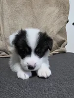 Circe, a female Cardigan Welsh Corgi and Pembroke Welsh Corgi for sale in Duarte, CA – 1 of 7