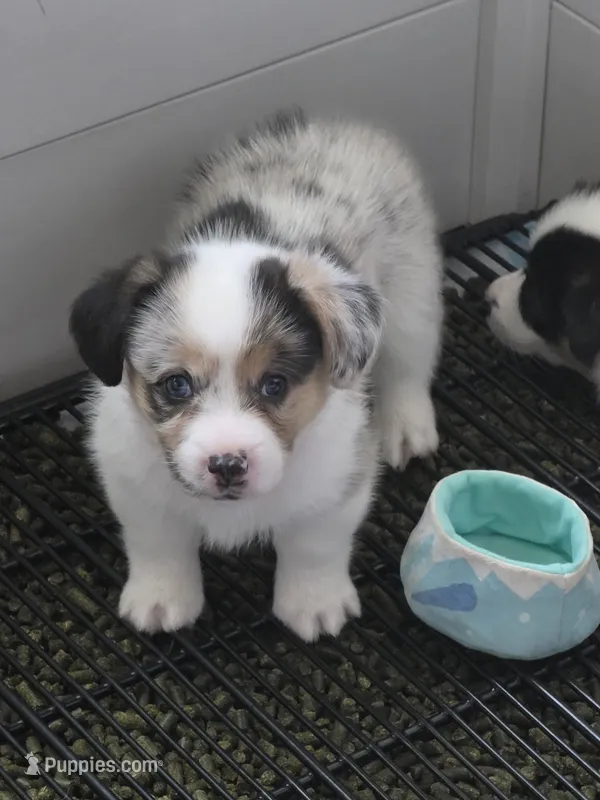 Penelope – Pembroke Welsh Corgi puppy for sale in Duarte, CA