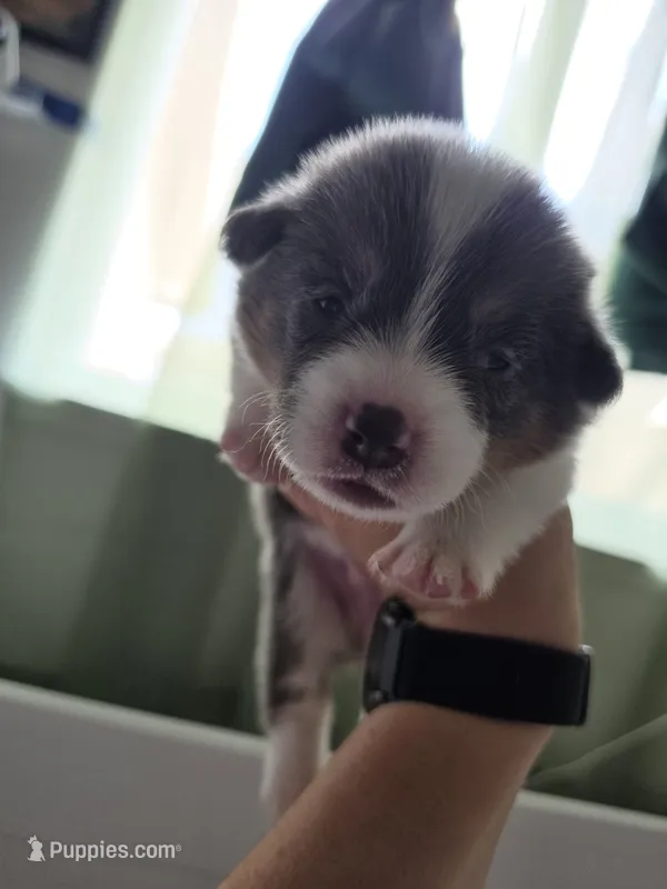 Odysseus – Pembroke Welsh Corgi puppy for sale in Duarte, CA