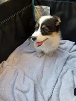 Circe, a female Pembroke Welsh Corgi for sale in Duarte, CA – 4 of 8