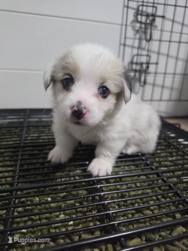 Athena – Pembroke Welsh Corgi puppy for sale in Duarte, CA