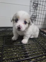 Athena, a female Cardigan Welsh Corgi and Pembroke Welsh Corgi for sale in Duarte, CA – 3 of 8