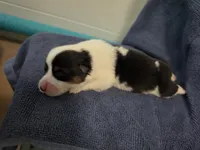 Circe, a female Pembroke Welsh Corgi for sale in Duarte, CA – 1 of 4