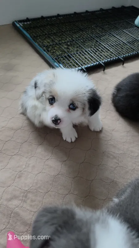 Athena – Pembroke Welsh Corgi puppy for sale in Duarte, CA
