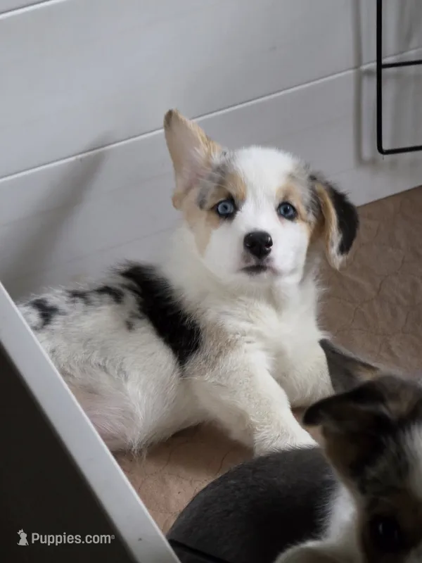 Athena – Pembroke Welsh Corgi puppy for sale in Duarte, CA
