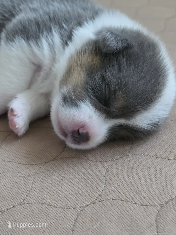 Odysseus – Pembroke Welsh Corgi puppy for sale in Duarte, CA