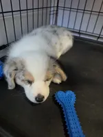 Athena, a female Pembroke Welsh Corgi for sale in Duarte, CA – 5 of 5