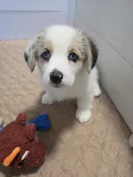 Athena, a female Pembroke Welsh Corgi for sale in Duarte, CA – 3 of 5