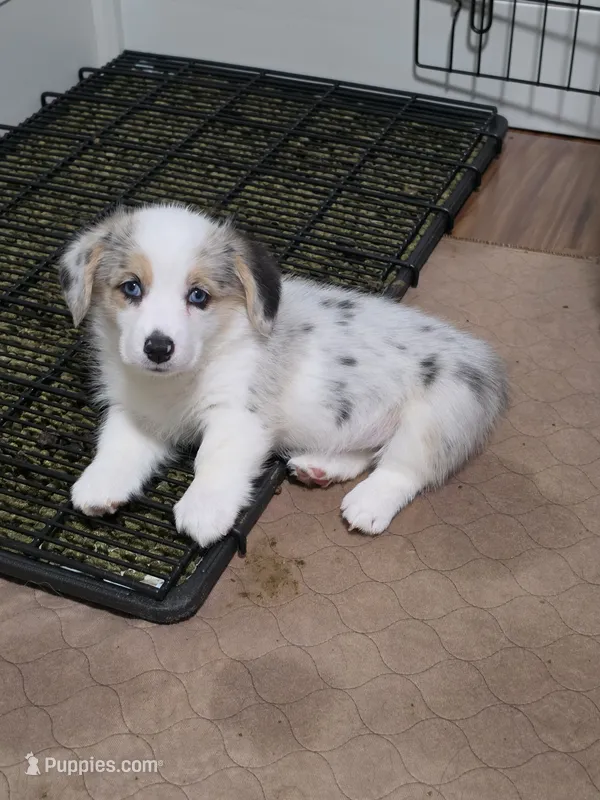 Athena – Pembroke Welsh Corgi puppy for sale in Duarte, CA
