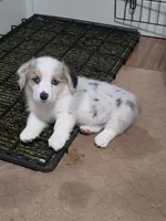 Athena, a female Pembroke Welsh Corgi for sale in Duarte, CA – 1 of 5